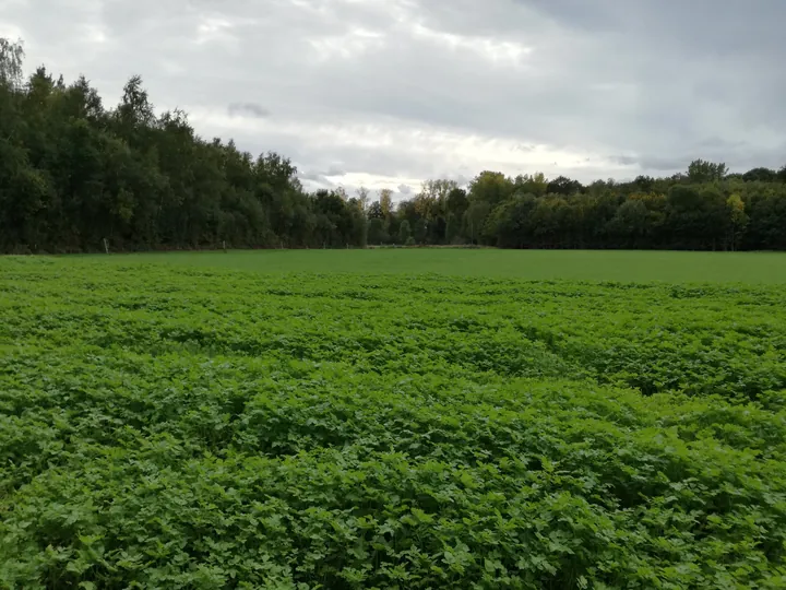 Galgebossen (Poperinge, Elverdinge, Vlamertinge) (Belgie)